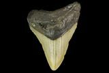 3.22" Fossil Megalodon Tooth - North Carolina - #131610-1